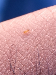 Plagiolepis alluaudi