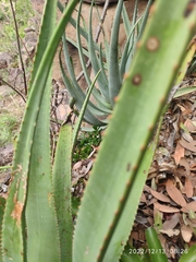 Aloe spicata