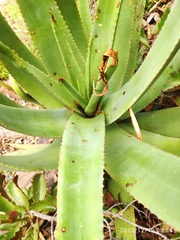 Aloe spicata