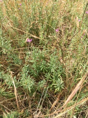 Epilobium billardiereanum