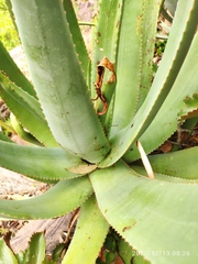 Aloe spicata