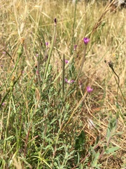 Epilobium billardiereanum
