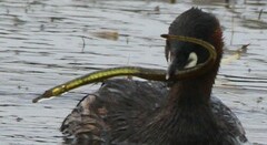 Syngnathus temminckii