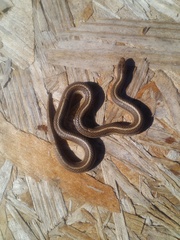 Tropidoclonion lineatum