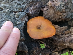 Omphalotus olivascens
