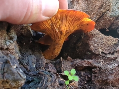 Omphalotus olivascens