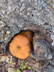 Omphalotus olivascens