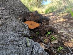 Omphalotus olivascens