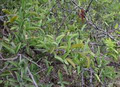 Ximenia americana