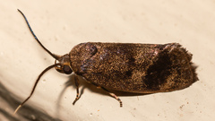 Pycnocera hypoxantha