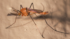 Coquillettidia xanthogaster