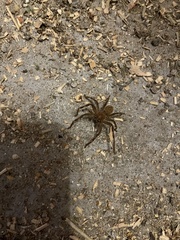 Neosparassus calligaster