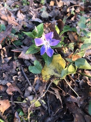 Vinca major