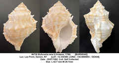 Bufonaria rana