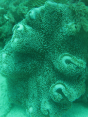 Stichodactyla