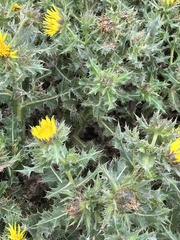 Berkheya onopordifolia