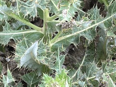 Berkheya onopordifolia