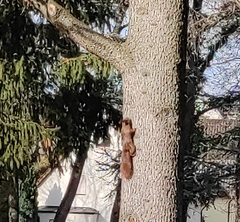 Sciurus vulgaris