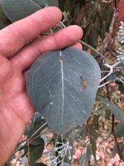 Eucalyptus baueriana