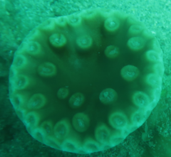 Duncanopsammia peltata