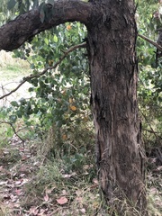 Eucalyptus baueriana