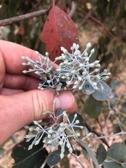 Eucalyptus baueriana
