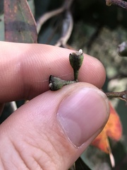 Eucalyptus baueriana