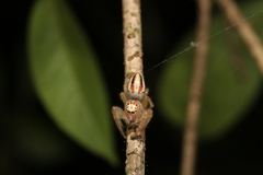 Telamonia