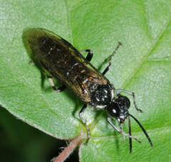 Macrophya albicincta