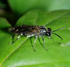 Macrophya albicincta