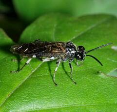 Macrophya albicincta