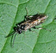 Macrophya albicincta