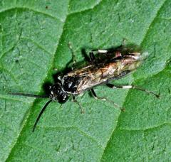 Macrophya albicincta