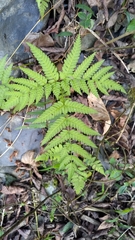 Pteris wallichiana