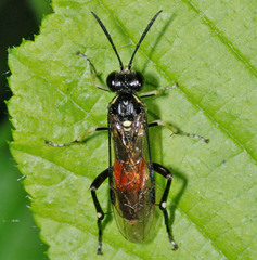 Macrophya militaris