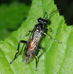 Macrophya militaris