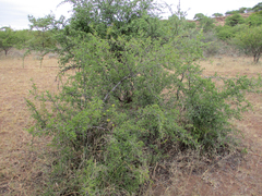 Ximenia americana