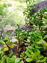 Crassula swaziensis