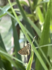 Ocybadistes walkeri sothis