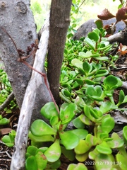 Crassula swaziensis