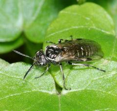 Sciapteryx consobrina