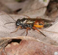 Aglaostigma aucupariae