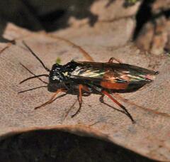 Aglaostigma aucupariae