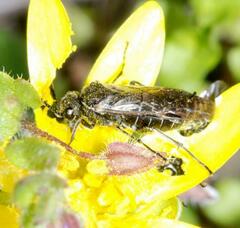 Sciapteryx consobrina