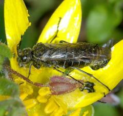 Sciapteryx consobrina