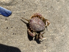 Nautilocorystes ocellatus