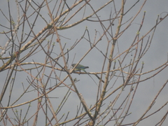 Psittacula columboides