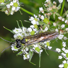 Tenthredo mesomela