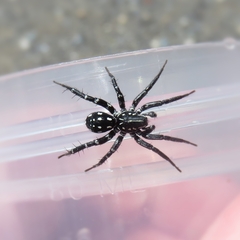 Nyssus albopunctatus