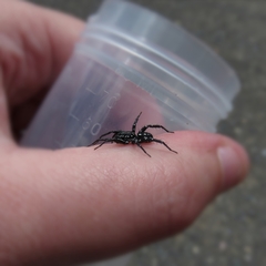 Nyssus albopunctatus